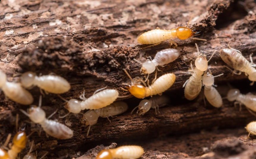 Close-up of subterranean termite workers and swarmers