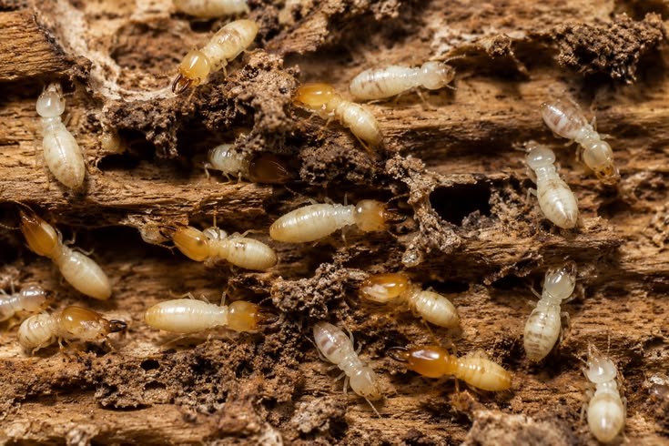 Drywood termite treatment