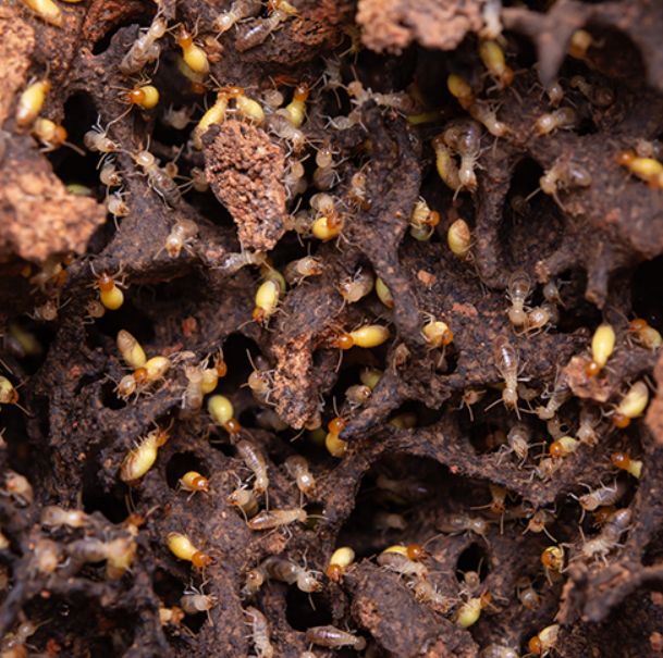 HOA termite control program