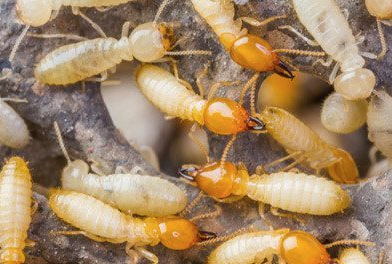 Free Termite Inspection Report Irvine