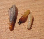 Termite droppings (frass) found near infested wood