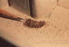 Termite frass pile beneath infested wood