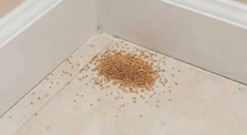 Termite droppings along a windowsill