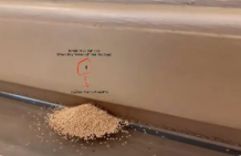 Termite frass accumulation signaling active infestation