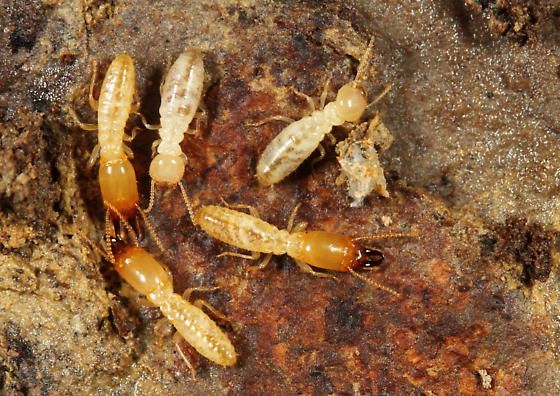 Subterranean termite treatment near foundation