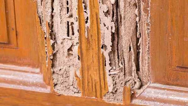 Termite damage found in wood framing