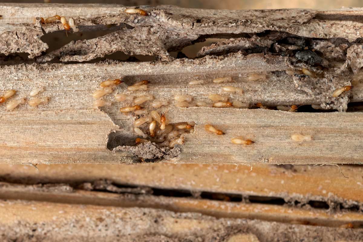 Drywood termite treatment in Mission Viejo CA
