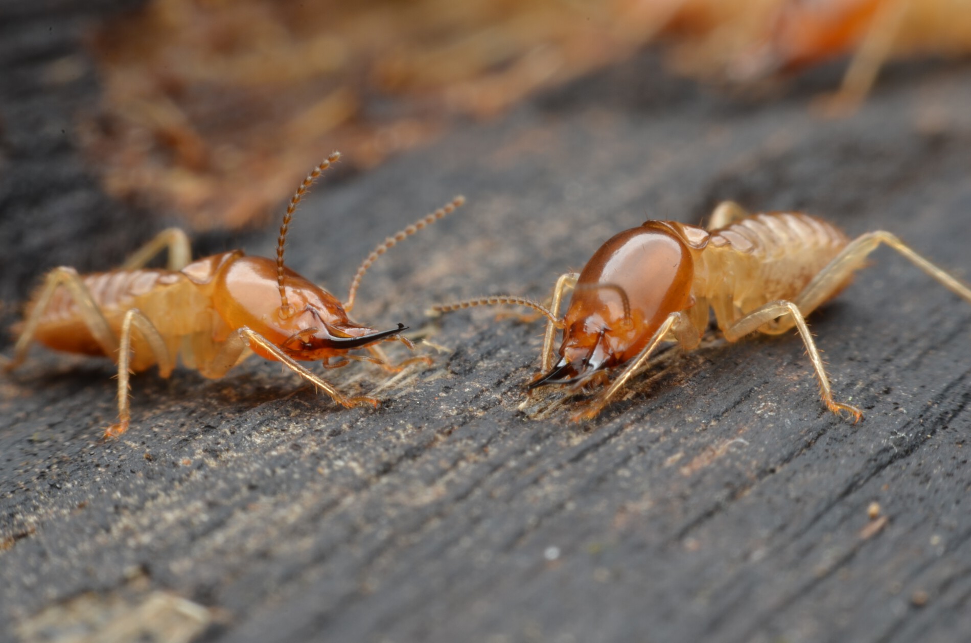 Advantage Termite team treating a shared HOA structure in Orange County