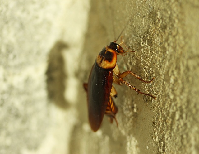 General Pest Control Irvine
