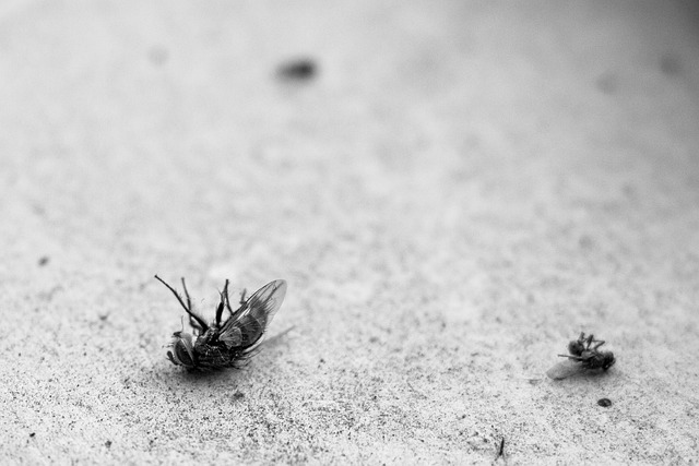 General Pest Control Huntington Beach