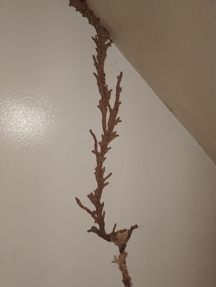 Close-up termite inspection during Orange County service call