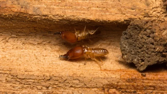 Termite Control in Aliso Viejo, CA