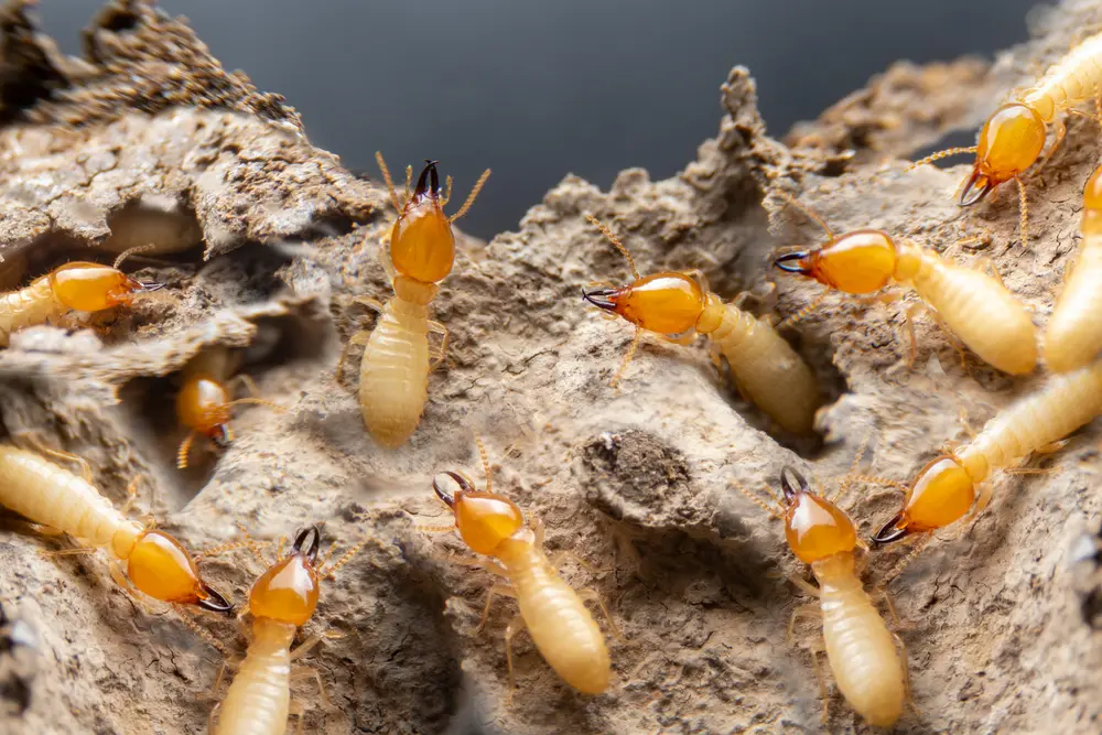 Termites feeding on wood, a common source of hidden structural damage