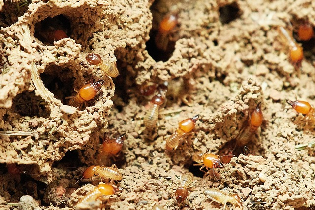 Subterranean and drywood termite activity found in a multi-family property