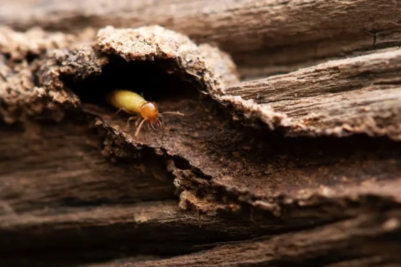 Termite Control Services in Laguna Niguel, CA