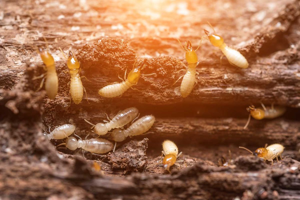 Advantage Termite technician inspecting an Orange County property