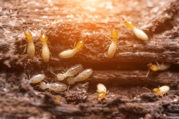Termites On Wooden Plank
