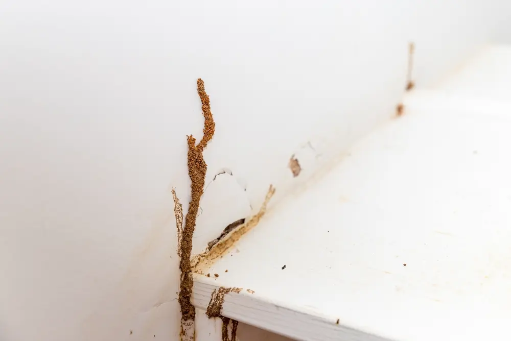 Termite inspection of a Huntington Beach property
